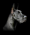Portrait of a black Great Dane